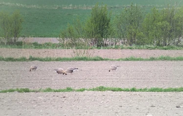 Skaftung Naturen arktikakurssi - Keväinen arktikakurssi tarjoaa monipuolista lajistoa.