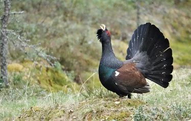 Skaftung Naturen arktikakurssi - Keväinen arktikakurssi tarjoaa monipuolista lajistoa.