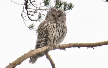 Skaftung Naturen arktikakurssi - Keväinen arktikakurssi tarjoaa monipuolista lajistoa.