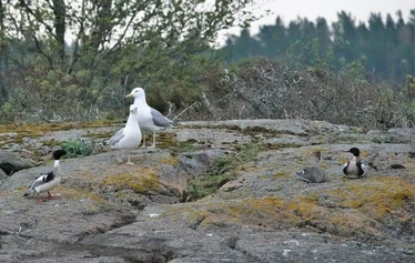 Skaftung Naturen arktikakurssi - Keväinen arktikakurssi tarjoaa monipuolista lajistoa.
