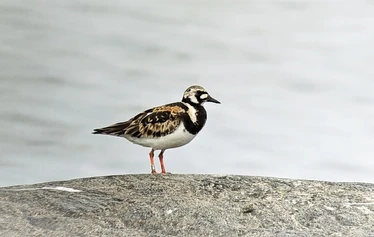 Skaftung Naturen arktikakurssi - Keväinen arktikakurssi tarjoaa monipuolista lajistoa.