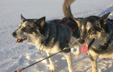 Huskysafari upeissa talvimaisemissa - Pitkä, kahden päivän koiravaljakkoajelu erämailla