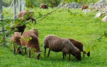 Lammastila