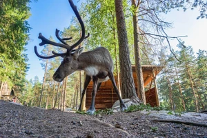 Yhteislippu poropuistoon ja ametistikaivoslatoon