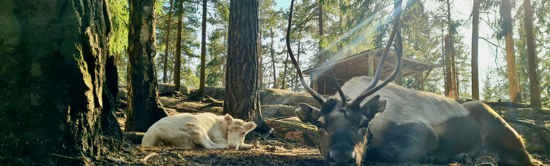 Nuuksion Poropuisto