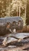 Accommodation at Nuuksio Reindeer Park