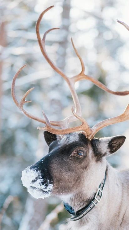 Nuuksio Reindeer Park