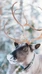 Nuuksio Reindeer Park