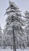 Metsäsukset