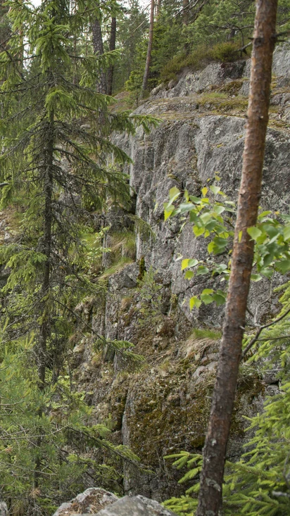 Luontolaulu - Nature Singing