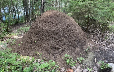 Luontoproffa, metsäntutkimus, luontosuhde - Luontoproffa Hannu Raitio