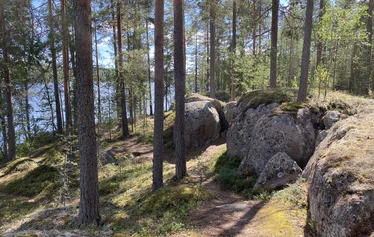 metsämuseo, luontoterveys, metsäretki, luontoelämys, luontosuhde Käpykintukka