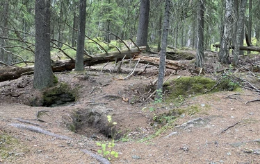 Lumoava ikimetsä, luontoterveys, metsäretki, luontoelämys, luontosuhde, terveysmetsä, Multiharju