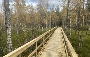 Lumoava ikimetsä, luontoterveys, metsäretki, luontoelämys, luontosuhde, terveysmetsä, Multiharju