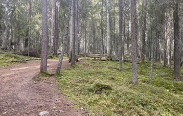 Lumoava ikimetsä