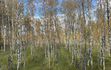 Lumoava ikimetsä