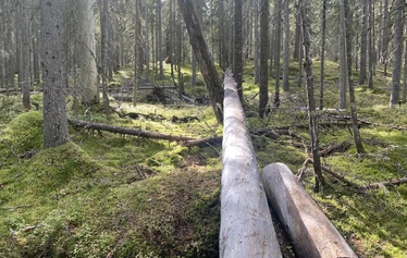 Lumoava ikimetsä