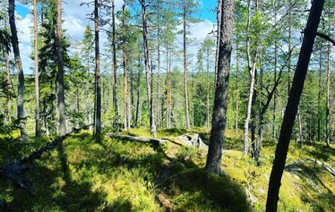 luontoterveys, metsäretki, luontoelämys, luontosuhde, milenrauha, metsämieli