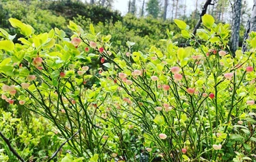luontoterveys, metsäretki, luontoelämys, luontosuhde, milenrauha, metsämieli