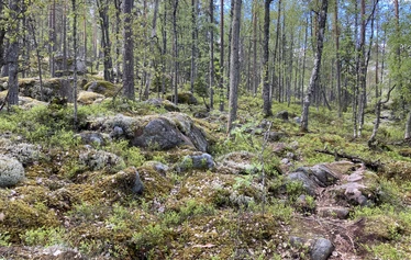 luontoterveys, metsäretki, luontoelämys, luontosuhde, milenrauha, metsämieli