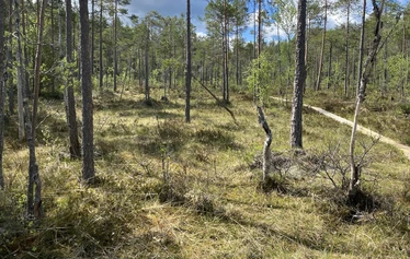 luontoterveys, metsäretki, luontoelämys, luontosuhde, milenrauha, metsämieli