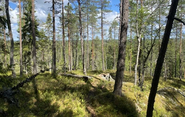luontoterveys, metsäretki, luontoelämys, luontosuhde, milenrauha, metsämieli