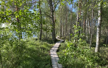 Kintukan Luontoproffa - Kintukan Luontoprpffa Hannu Raitio on kouluttautunut myös Metsämieliohjaajaksi ja terveysmetsäoppaaksi