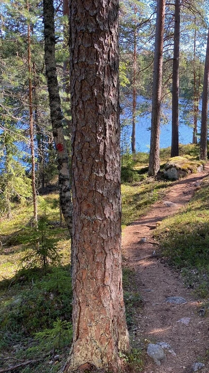 Kintukka - Forest Well-being Trail