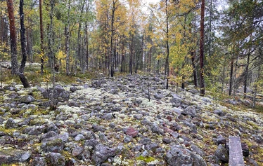 Alkkiavuoren muinainen merenrantakivikko nk. pirunpelto