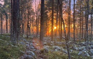 Alkkiavuoren muinainen merenrantakivikko nk. pirunpelto