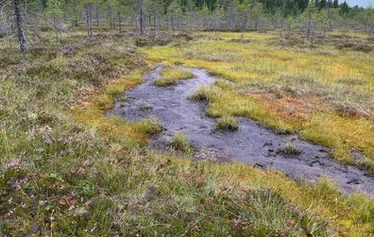 keidassuo, luontoterveys, metsäretki, luontoelämys, luontosuhde, hyvinvointialuonnosta