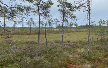 keidassuo, luontoterveys, metsäretki, luontoelämys, luontosuhde, hyvinvointialuonnosta