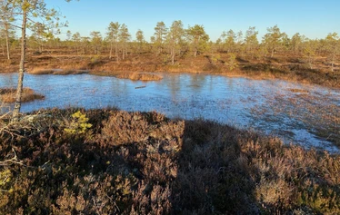 keidassuo, luontoterveys, metsäretki, luontoelämys, luontosuhde, hyvinvointialuonnosta