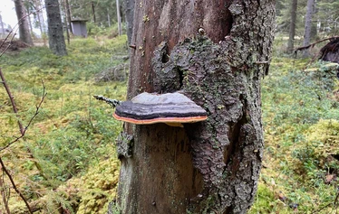 luontoterveys, metsäretki, luontoelämys, luontosuhde