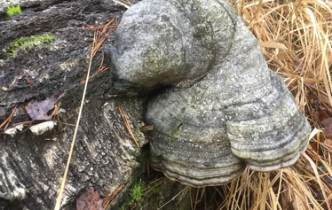 luontoterveys, metsäretki, luontoelämys, luontosuhde