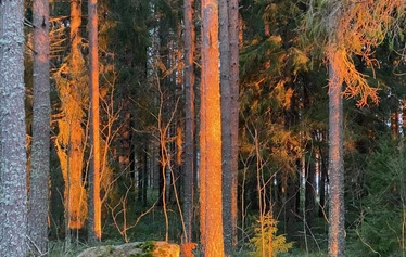 luontoterveys, metsäretki, luontoelämys, luontosuhde
