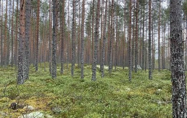 luontoterveys, metsäretki, luontoelämys, luontosuhde