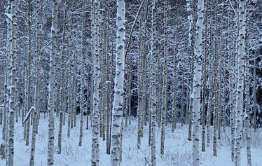 luontoterveys, metsäretki, luontoelämys, luontosuhde