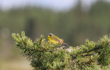 Taikapolku linturetket - Talviset koskikara ja niiden sulapaikat luovat talveen hienoa tunnelmaa, jonka jälkeen tekee mieli lähteä avantouimaan - tai lämpimänä hehkuvan takan ääreen.
