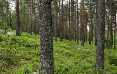 Taikapolku Susiluolan varjoissa - Susiluolaan voi lähteä tutustumaan ympäri vuoden, joko hieman pitemmän tai lyhyemmän kävelyn kautta.