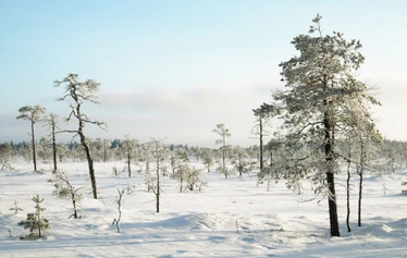 Taikapolku Levanevan pitkoksilla - Levanevan laajat suot luovat hienon erämaisen tunnelman Taikapolku retkelle.