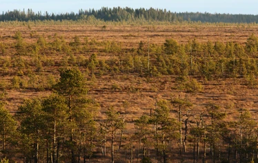 Taikapolku Levanevan pitkoksilla - Levanevan laajat suot luovat hienon erämaisen tunnelman Taikapolku retkelle.
