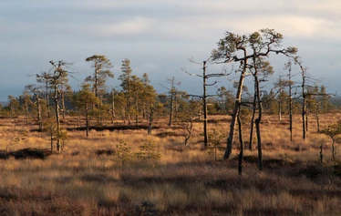 Taikapolku Levanevan pitkoksilla - Levanevan laajat suot luovat hienon erämaisen tunnelman Taikapolku retkelle.
