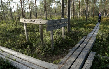 Taikapolku Levanevan pitkoksilla - Levanevan laajat suot luovat hienon erämaisen tunnelman Taikapolku retkelle.