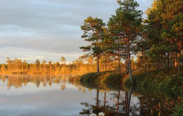 Kauhalammin pitkokset - Kesäkuussa suopursut kukkivat Kauhalammin rannoilla.