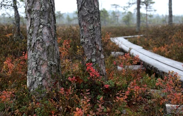 Taikapolku retkilahja - Retki luontoon on hyvä lahja monenlaisteen tilanteeseen.
