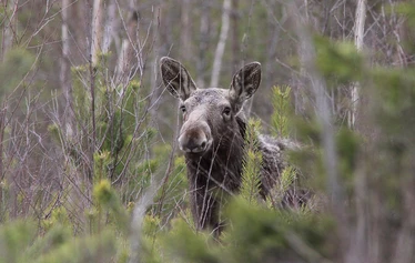 Taikapolku metsäpeuran poluilla - Metsäpeuran poluilla liikutaan Lauhanvuoren kansallispuiston maisemissa samoilla poluilla metsäpeurojen kanssa.