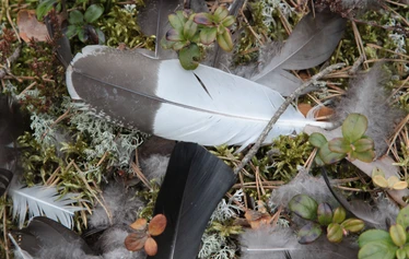 Taikapolku metsäpeuran poluilla - Metsäpeuran poluilla liikutaan Lauhanvuoren kansallispuiston maisemissa samoilla poluilla metsäpeurojen kanssa.
