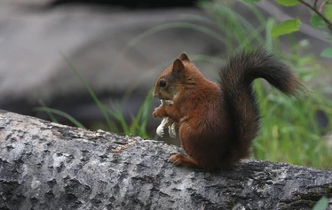 Taikapolku metsäpeuran poluilla - Metsäpeuran poluilla liikutaan Lauhanvuoren kansallispuiston maisemissa samoilla poluilla metsäpeurojen kanssa.