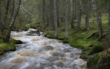 Taikapolku talviuimareiden maisemissa - Talviset virtavedet tarjoavat hienoja maisemia ja mukavaa tunnelmaa. Sulapaikoilta voi löytyä myös merkkejä talviuimareiden riennoista - tai nähdä jopa koskikaran. Talviuimareiden maisemissa myös eläydytään kylmissä vesissä uimiseen.